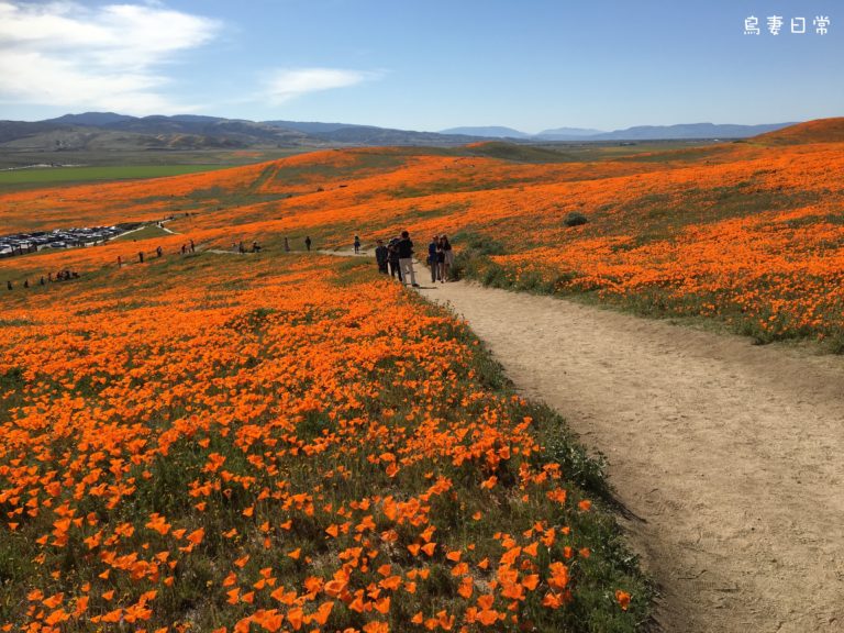 週末走春去～Spring blooms near Antelope valley